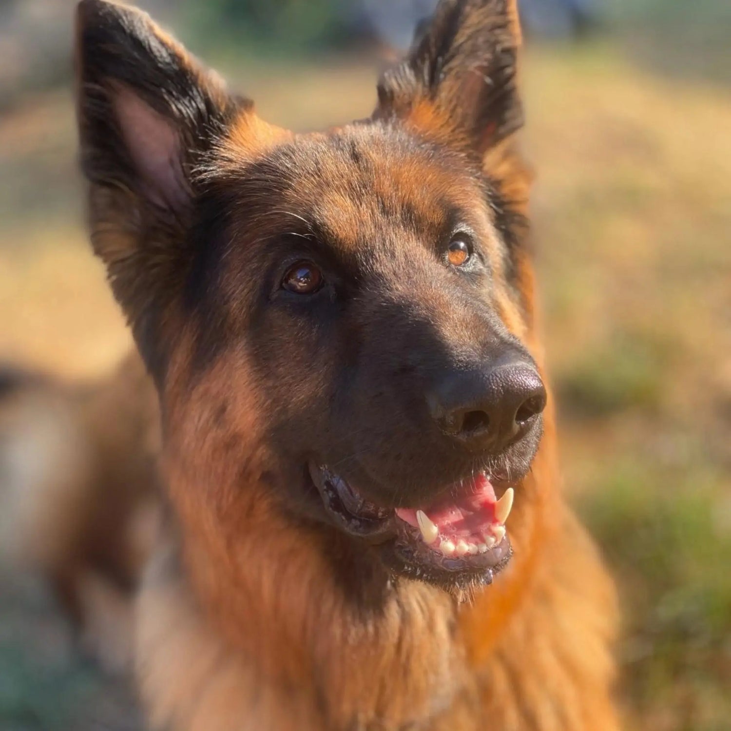 Dog Pet Friendly Supplies