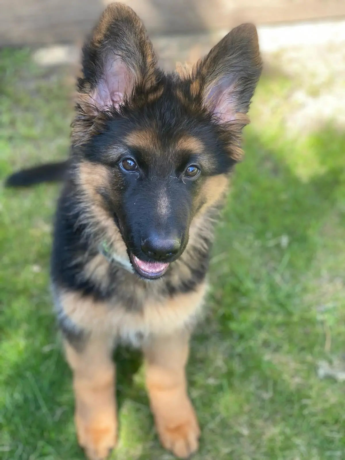 Puppy Pet Friendly Supplies