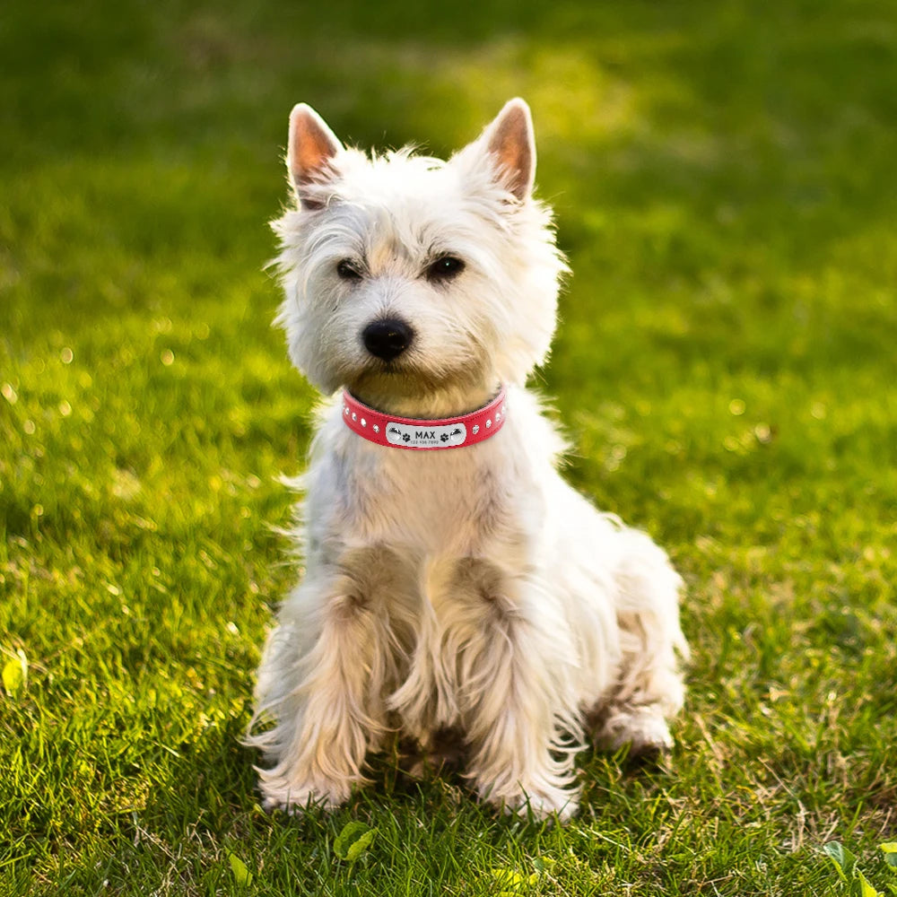 Beautiful Rhinestone Personalised Dog Collar - Pet Friendly Supplies