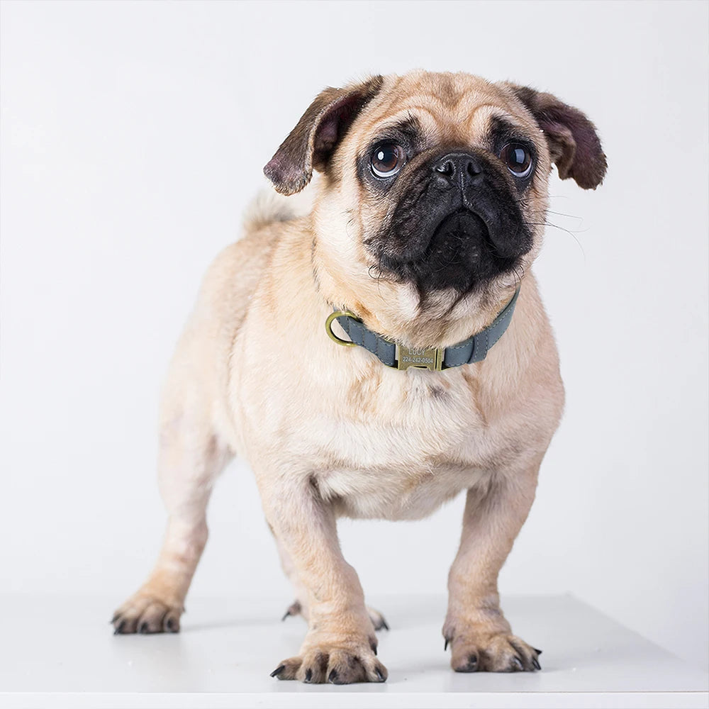 Adorable tan pug dog with a green collar poses alertly against a white backdrop, showcasing its expressive face and compact stature. Ideal for pug lovers and pet-based content.