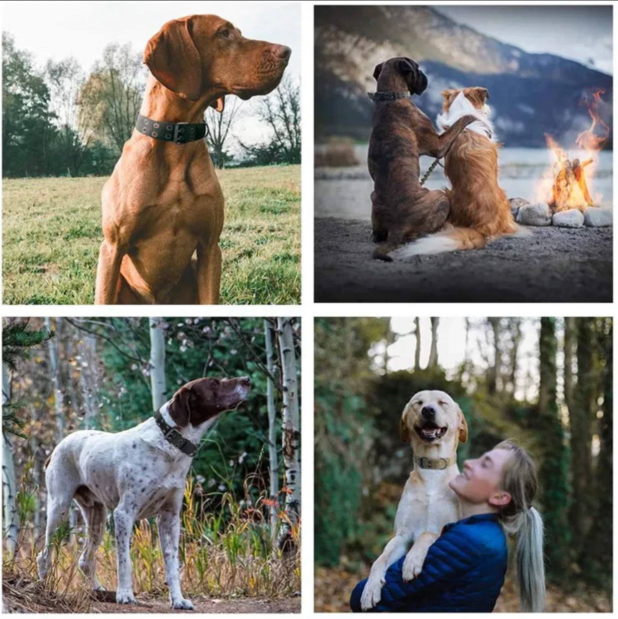 "Charming collage of four dog photos showcasing their companionship with humans and fellow canines in serene outdoor settings, perfect for pet lovers seeking heartwarming canine moments."
