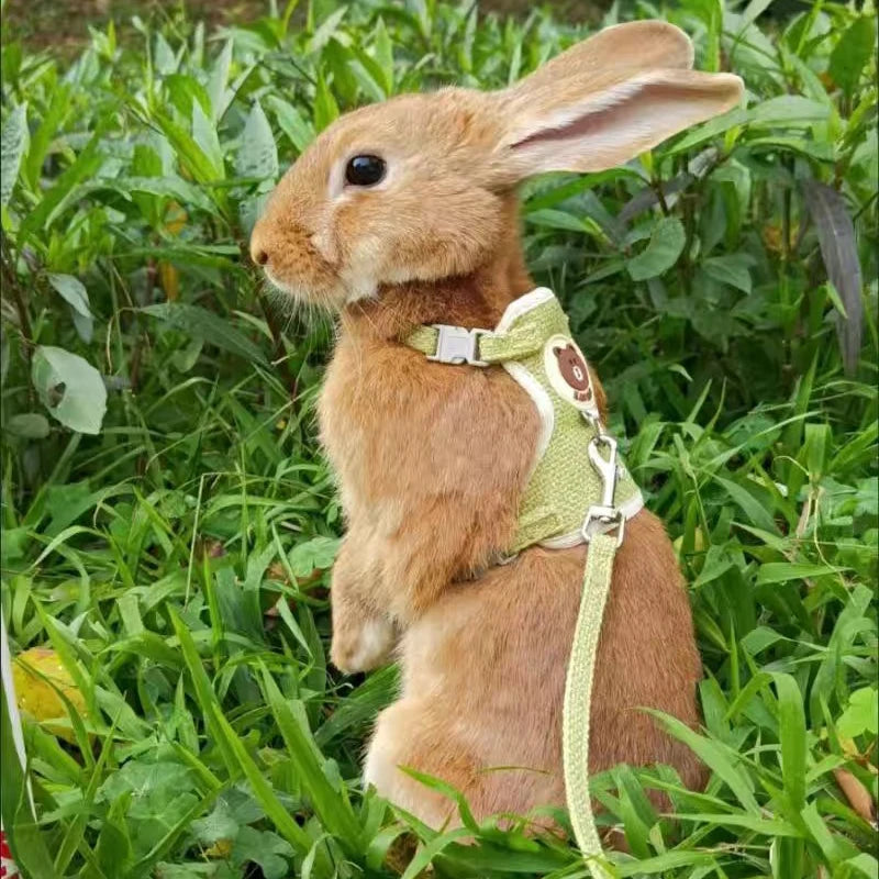 Cute Rabbit Harness and Leash Set Bunny Pet Accessories Pet Friendly Supplies